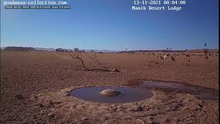 NamibiaCam: Goshawk hunt perfection - 13 November 2021