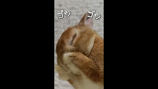 クシクシ・ゴシゴシ・ペロペロ、毎日忙しいうさぎさん　Rabbit is cute and busy【うさぎカフェ ぽっぷ Pop】 #Shorts