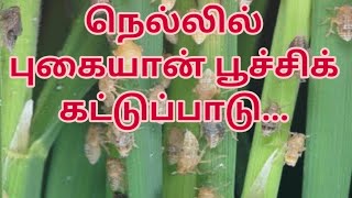 நெல்லில் புகையான் பூச்சிக் கட்ப்பாடு??? || controlling BrownPlantHopper??? || BPH || Velaan Pedia ||