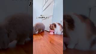 猫のご飯を奪うウサギ