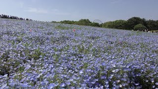 2019年ゴールデンウィーク　ひたち海浜公園のネモフィラ