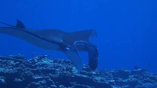 【石垣島de Fun Diving】Manta