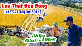 Quá Rẻ Giá Lúa Gạo Đặc Sản ST24 | Lúa Thất Mùa 1 Công Chưa Tới 10 Bao