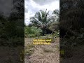 jual kebun sawit