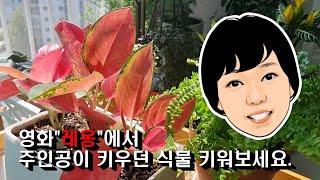 나희의 정원이야기 ep 7, 아글라오네마 지리홍, 꽃보다 고운 식물, 영화 레옹 주인공의 반려식물