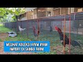 MELIHAT KOLEKSI AYAM AYAM IMPORT DI SANGO FARM #sangofarm #omahjidi #pakhoy