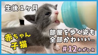 12 可愛いが渋滞！ヤンキー野良猫が生んだ生後１ヶ月の子猫がカワイイ…【わがし・ヤンキー野良猫が出産】