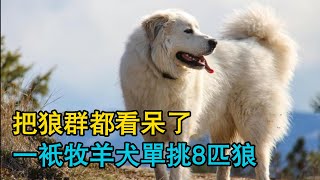 不可思議！把狼群都看呆了，一只牧羊犬單挑8匹狼，土耳其遊牧路上的新夥伴，牧羊犬的意外加入！