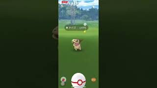 ポケモンGO❗️ああぁ〜😆色違い🌟キバゴ出現😍4匹目〜inオーストラリア🇦🇺🐨