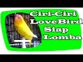 Ciri Burung Lovebird Siap Lomba