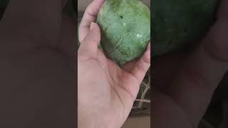 Panduri Mango||Panduvari mamidi|| Mango season special