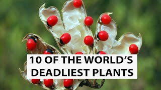 10 Of The World’s Most Poisonous Plants | UNKNOWN FACTS