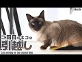 猫の引越しの詳細を