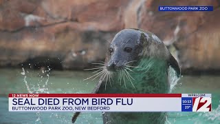 Seal dies of bird flu at Buttonwood Park Zoo