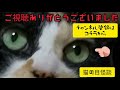 【怖い話】【猫が語る不思議な話】【怪談】【猫動画】【しずかな女声怪談朗読】　猫の目怪談『知らない家族』