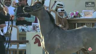 14th Qatar International Arabian Peninsula Horse Show 2025   Class 1A