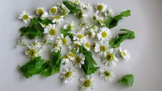 feverfew is herbal medicine, different from chamomile