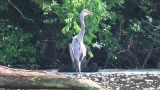 Heron trying to stay cool. Cottonwood continues to fall. Relaxing sights and sounds of nature.