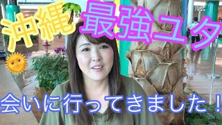 沖縄最強ユタ 照屋全明 沖縄最強ユタ 照屋全明