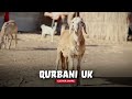 Qurbani UK
