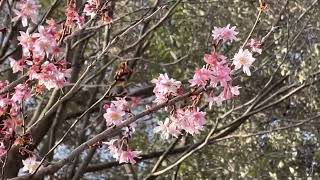 十月桜（ジュウガツザクラ）🌸