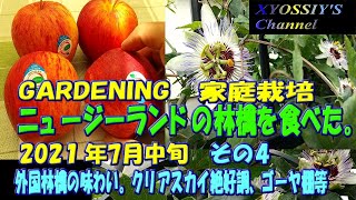 【XYOSSIYのライフチャンネル】2021年7月中旬の様子その４ニュージーランド産のリンゴ試食、時計草クリアスカイ絶好調、ゴーヤの棚など（ロイヤルガラ、クリアスカイ、インセンス、レディマーガレット）