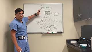 Fascicles of ocular motor nerves