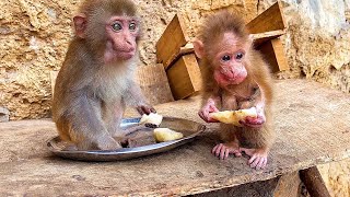 Poor Baby Monkey And Wild Baby Monkey Eating Fruits On The Mountain From The Girl