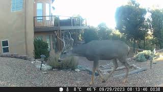 Tijeras, NM Game Camera Highlights: 2020-2023