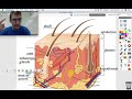 Skin Anatomy: Integumentary System - Human Anatomy & Physiology