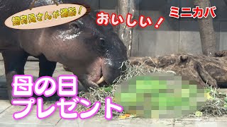 【母の日】ミニカバのお母さん いつもありがとう【フルフル】(Pygmy hippopotamus)