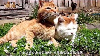 中国的狸花猫有什么缺点呢？