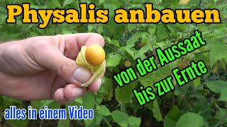 Physalis anbauen Von der Aussaat bis zur Ernte Andenbeere pflanzen und pflegen