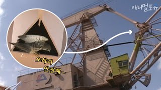 크레인에 터를 잡아버린 천연기념물 황조롱이...? 위험하진 않을까 😲｜KBS 주주클럽 030331 방송