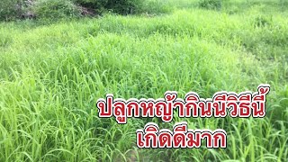 หญ้ากินนีแปลงใหม่ปลูกวิธีง่ายๆเกิดแบบเยอะ|Im Channel