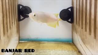 banjara red arowana