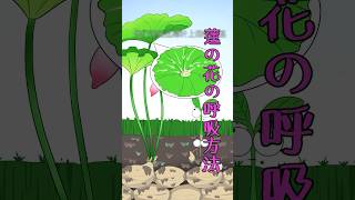 🌺 蓮の花はどのように呼吸しますか？#shorts #animation #lotus #蓮