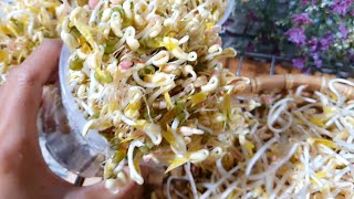 Làm giá đậu / Cách làm giá tại nhà trắng mập /Hoang Oanh TV Mon Ngon Gia