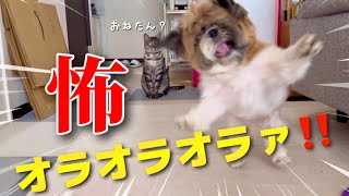 【シーズー/サバトラ】思い出のおもちゃで遊んでたら、大興奮して飼い主噛んじゃった犬！笑