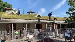 ヤギの草屋根のぼり・板橋こども動物園（東板橋公園内）