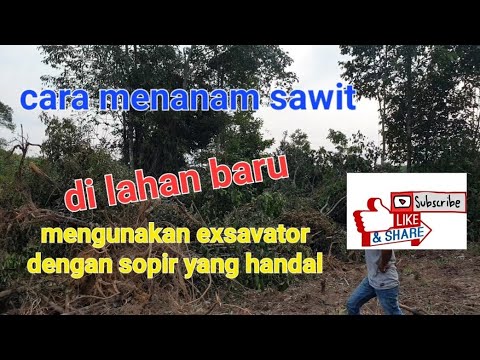 Cara Membuka Lahan Baru Untuk Menanam Kelapa Sawit Steking - YouTube