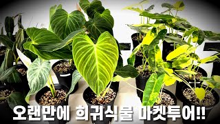 방금 다녀온 희귀식물 마켓!! 간만에 식물마켓 구경하고 왔어요!!