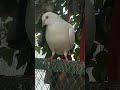 Adorable pigeon