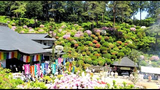 青梅にある塩船観音寺の火渡りを見に、テイク２子さんが出撃する　2024年5月3日　パート２