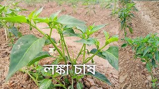 লঙ্কা গাছের পরিচর্যা||লঙ্কা চাষ||chilli