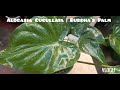 alocasia cucullata buddha s palm care guide propagation by rhizome