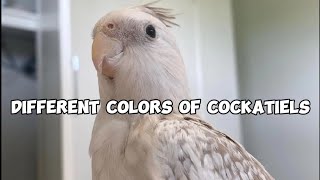 Different Colors of Cockatiels | Rarer breed of cockatiel 🐦