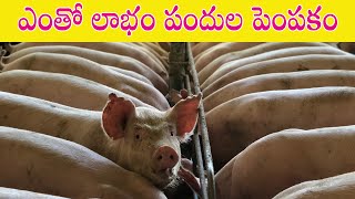 పందుల పెంపకం | Pig Farming in Telugu