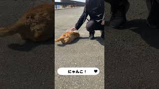 相島で人気なにゃんこ