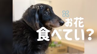 新入りだと！？お花をパクッといきたいミニチュアダックス